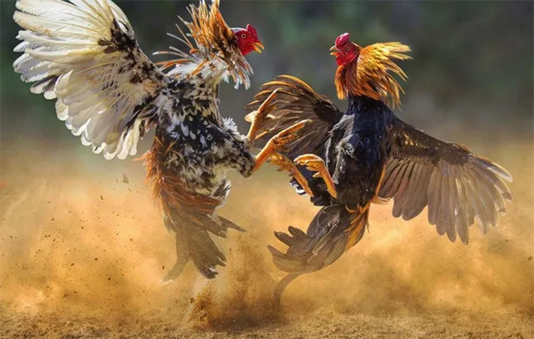 Cách Chơi Đá Gà GA28 Tại SHBET: Bí Quyết Thắng Lớn Từ Cao Thủ